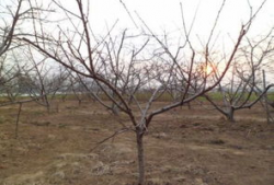 桃树夏季修剪技术视频